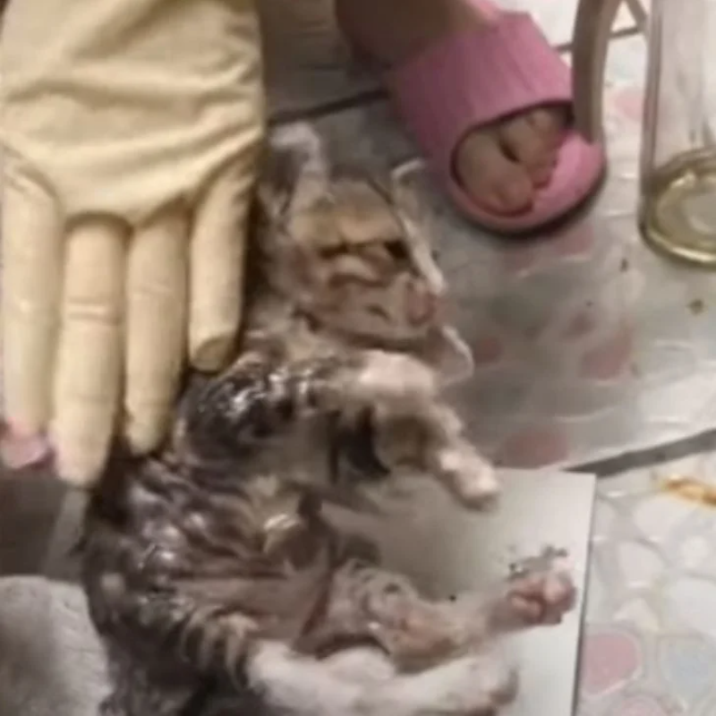 When The Poor Kitten Became Stuck in a Glue Trap, His Mother Came up With The Cutest Fix