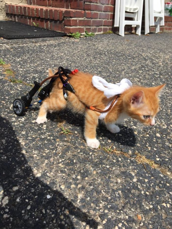 “Unstoppable: The Story of a Paralyzed Kitten Finding Freedom in a Wheelchair and Growing into a Majestic Cat”