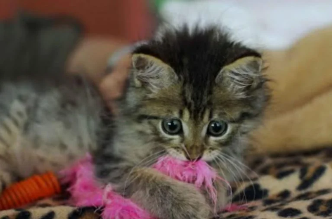 Stuck on Sticky: A Kitten’s Journey from Glue Trap to Find Home