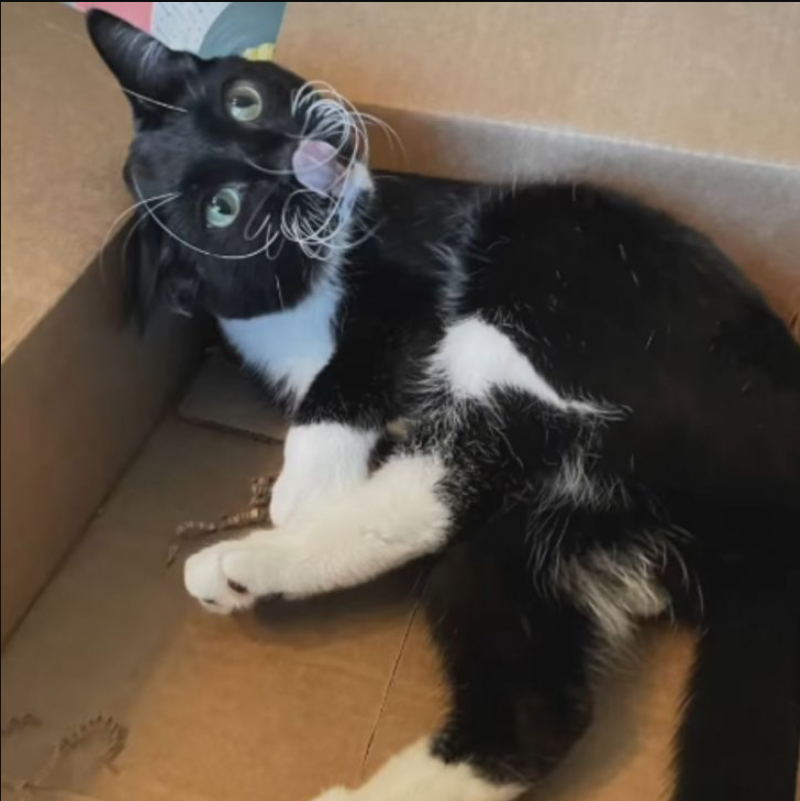 Disabled Cat Is So Happy To Make His First Friend After Escaping Euthanasia