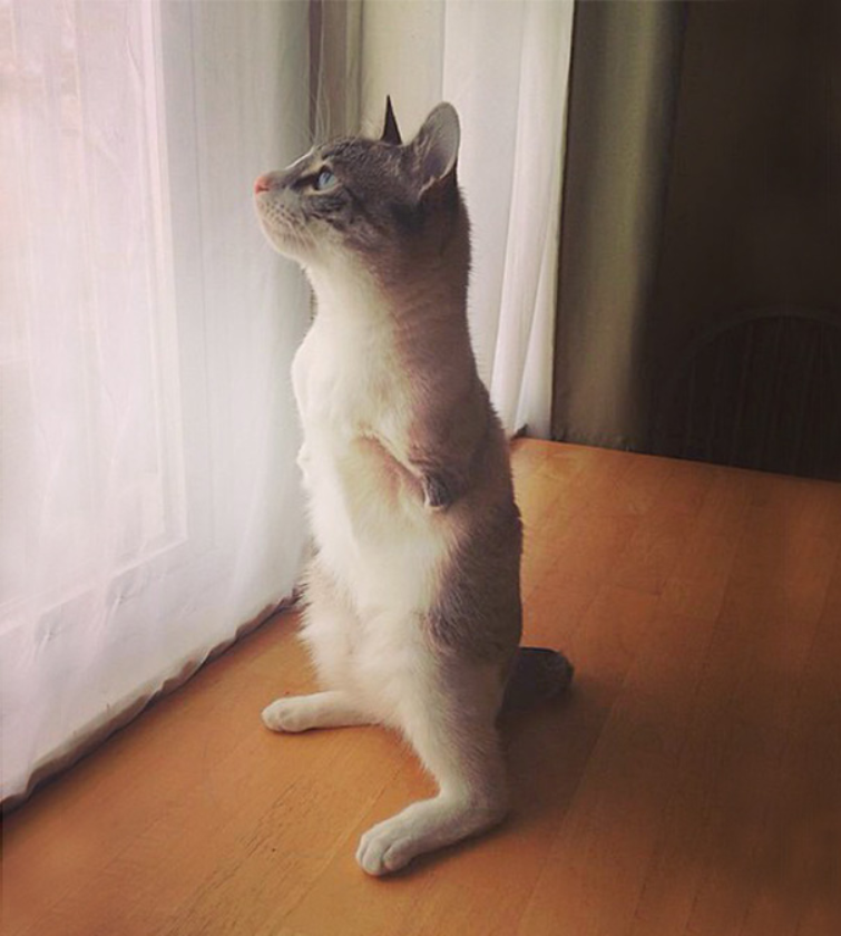 The Tale of Roux: Instagram’s Beloved Two-Legged Bunny-Cat