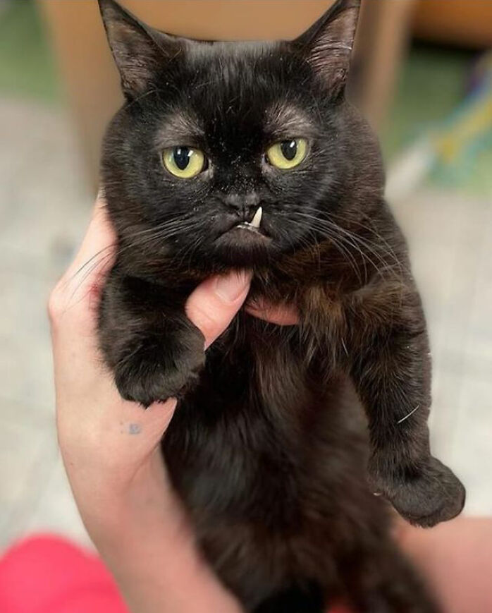 A Veterinary Clinic Embraces a Black Cat with Dwarfism, Discovers His Unique Charm