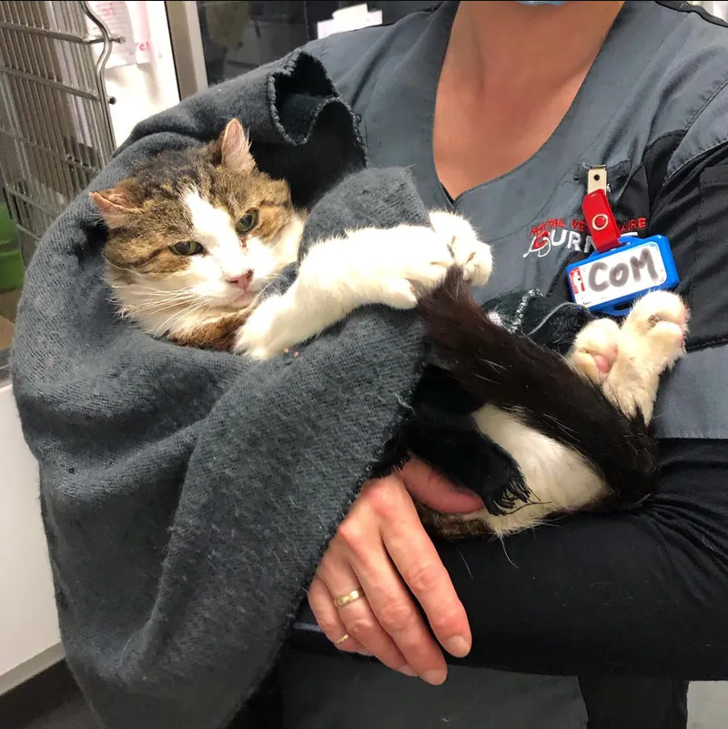 Delighted Feline Finds Comfort on a Couch After Years of Living Under the Stairs