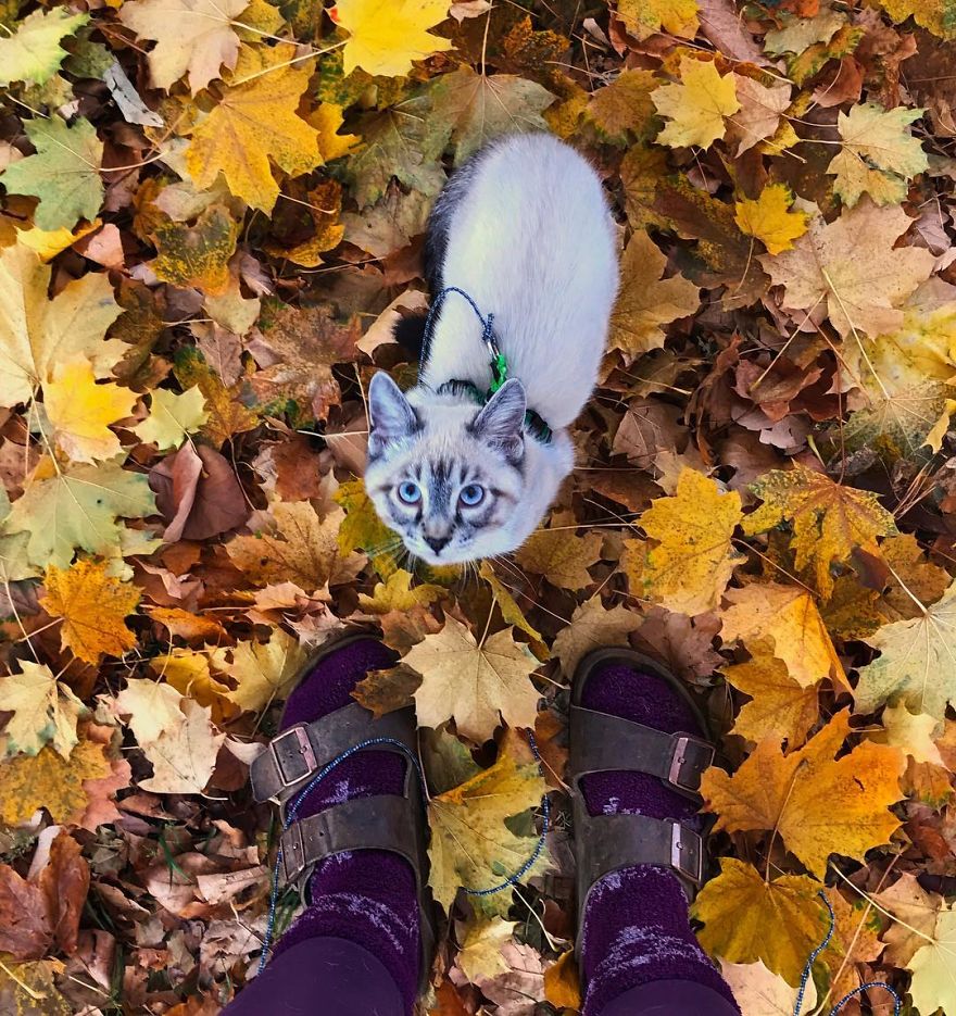 This Cat And Dog Love Travelling Together, And Their Pictures Are Absolutely Epic