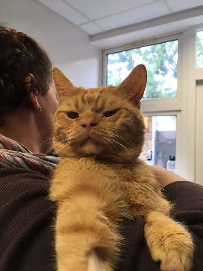 A Man Found The Grumpiest Cat Ever That Was Badly Injured In The Streets Of London