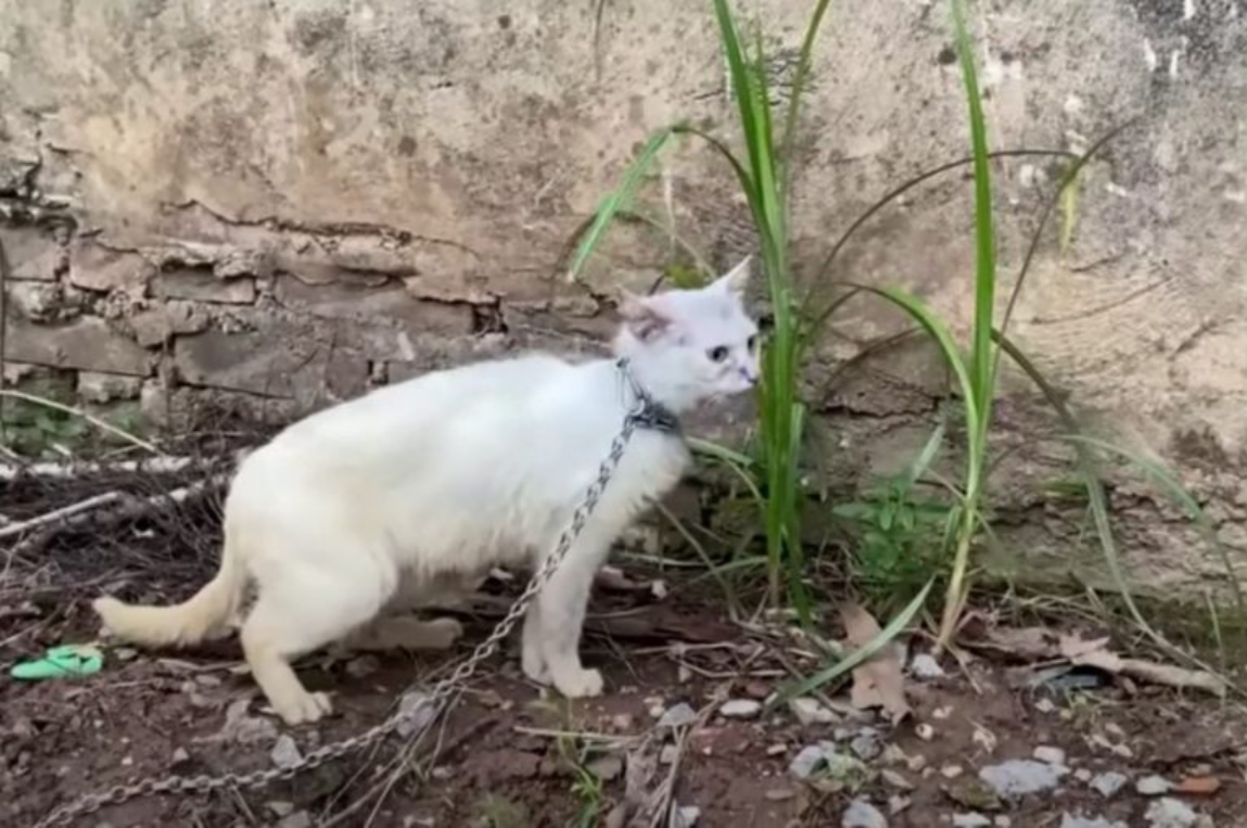 Woman’s Heart Breaks Over Cat She Finds Chained To Concrete, Eating Grass Just To Survive