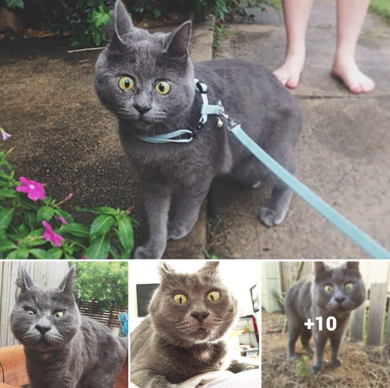 The Remarkable Journey of a Permanently Startled Cat Who Defied the Odds to Reach 4 Years Old