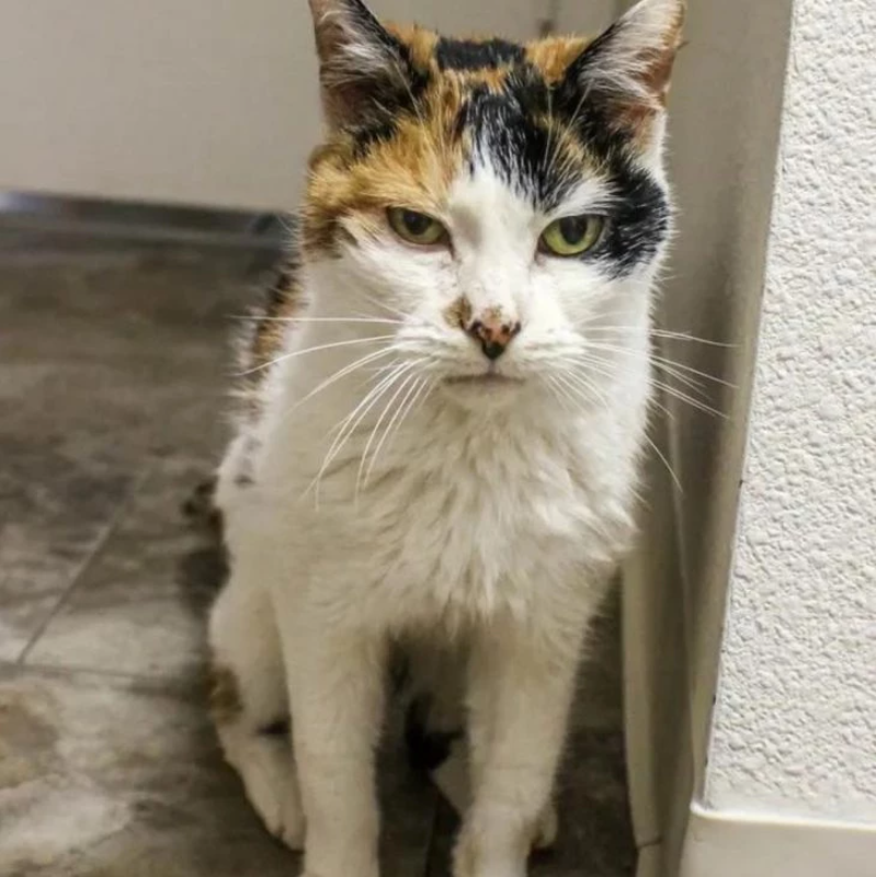 Couple Adopts Two Senior Cats To Ensure Their Golden Years Are Truly Golden