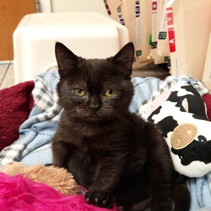 An Animal Clinic That Adopted This Black Cat, Realized He Wouldn’t Grow Much Due To Dwarfism