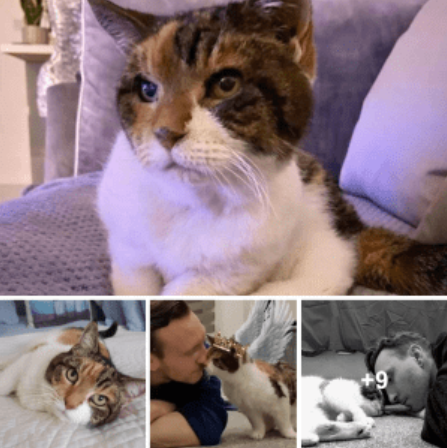 The 23-year-old cat who ruled her father’s heart for four decades is known as Queen Lily.