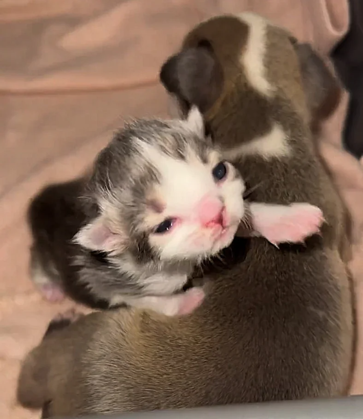 A kitten and a puppy who were rejected from their litter bond and form an incredible friendship.