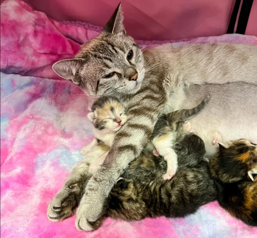 Lost cat finds a kind person to let her in so that her kittens might live better