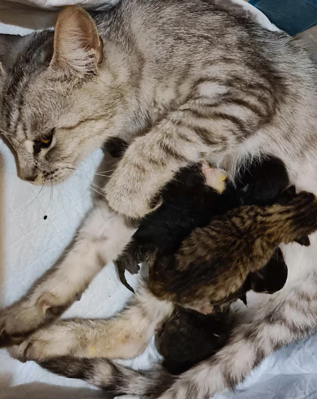 A Feline Surprise: How a Chance Encounter Led to a Heartwarming Discovery of Tiny Kittens