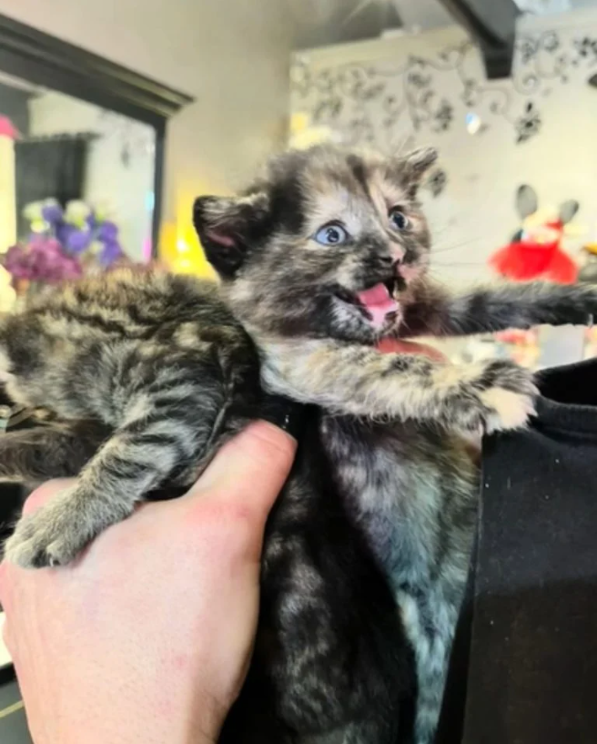 Purrfect Payback: Stray Cat Repays Boutique Owner’s Kindness with the Cutest Surprise