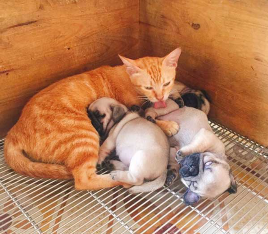 So Sad Because She Lost Her Kittens, The Mother Cat Wants To Take Care Of The Puppies Like Her Own