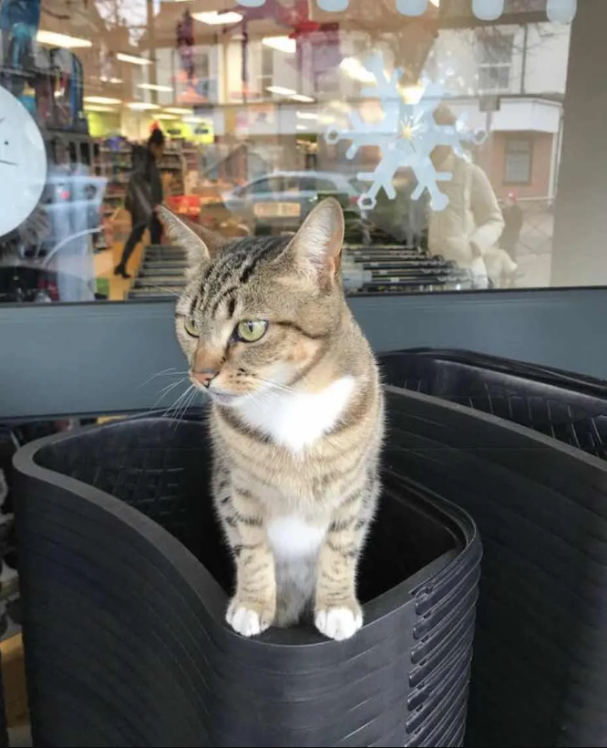 Cunning Kitten Poses as a Stray to Accept Free Food from Customers