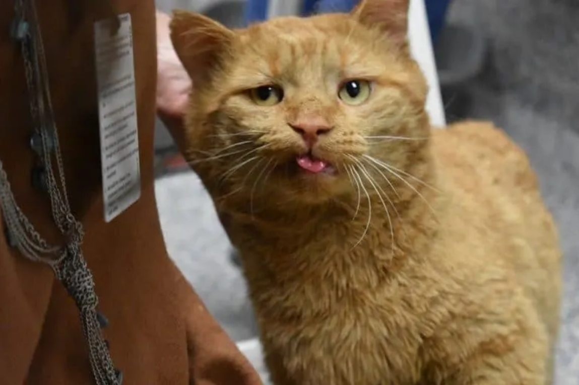 Lonely Old Kitty Finds Refuge on Porch, Secretly Waiting for a Friendly Soul