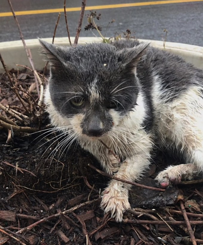 Cat Rescued Cold and Wet from a Planter on the Street, Transforms Life in Just Two Months