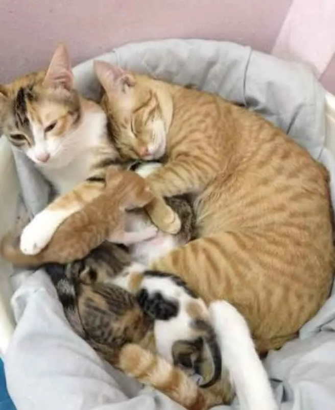 Dad Cat Steals Hearts as He Assists Mom Cat in Giving Birth.