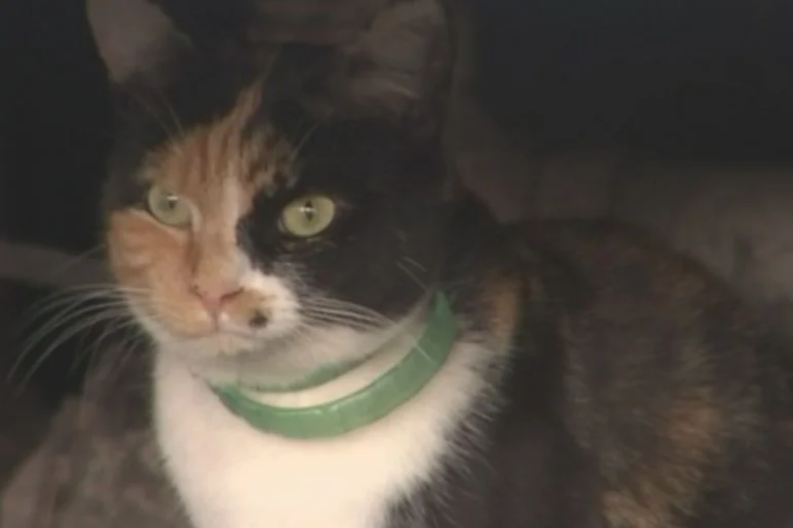 Gizmo the Hero Cat: When a Calico Cat Saved the Day (and the Family!)