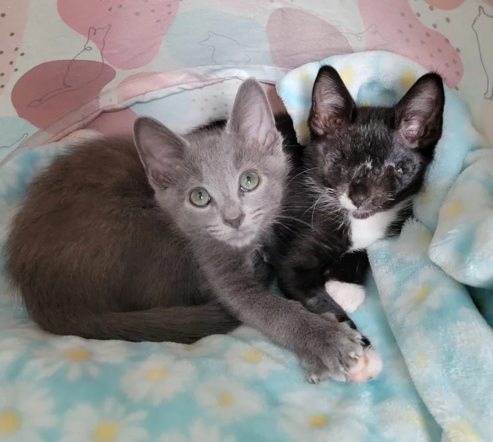 Blind Kitten Immediately Clings to a Gray Cat When They First Meet and Won’t Let Anyone Separate Them