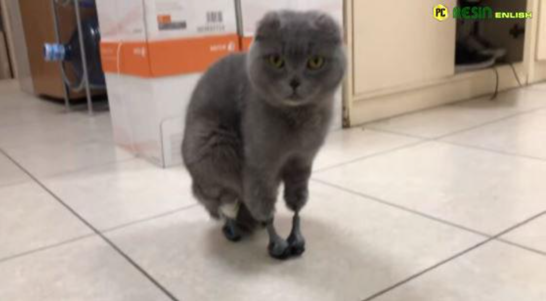 The sad little cat could not walk, but there is hope