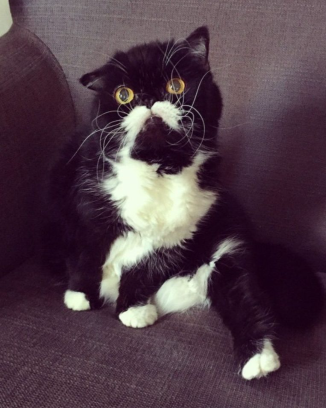 This Cat With Crazy Whiskers From Boston Has The Most Heartbreaking Story To Tell