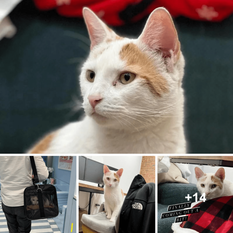 For weeks, a cat sits outside and tries to enter a building before a couple intervenes to assist.