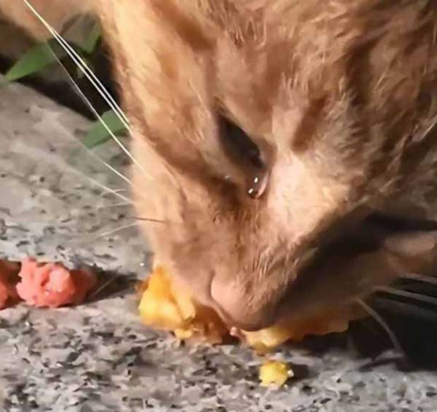 This Cat Cried When Being Fed, It Must Have Been Hungry For A Long Time