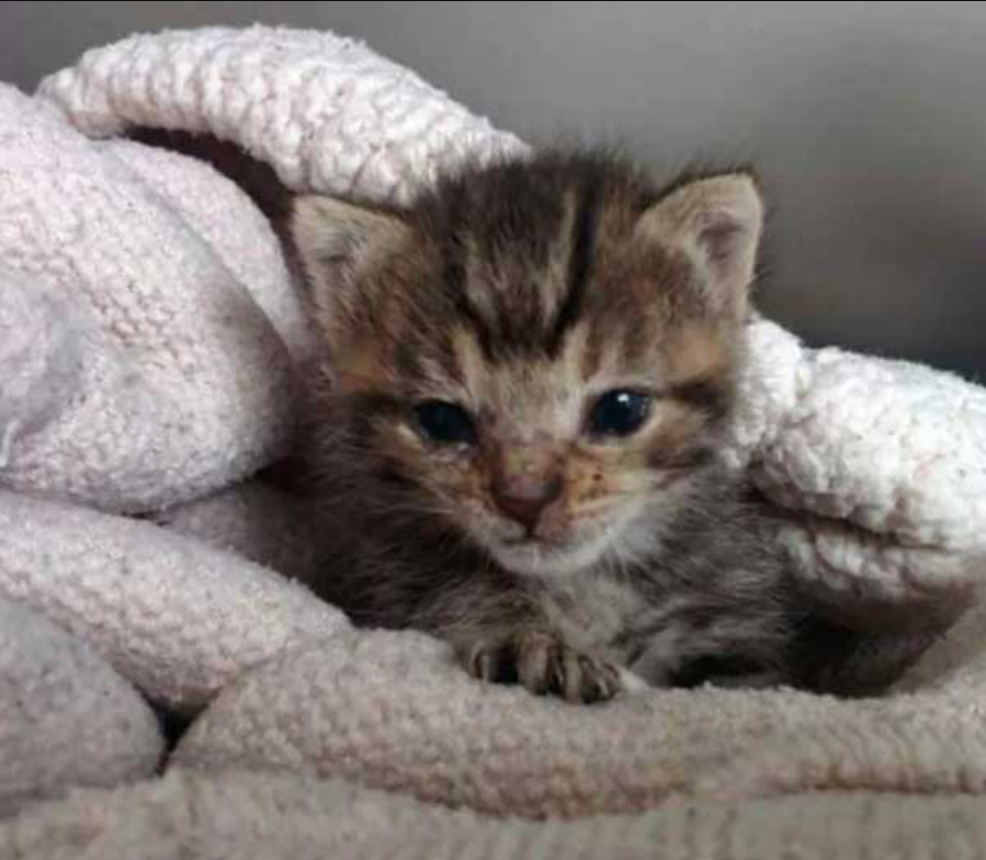 Found Lifeless Kitten On Front Door Despite Potentially Not Being Saved, But Then Can’t Stop Smiling About It