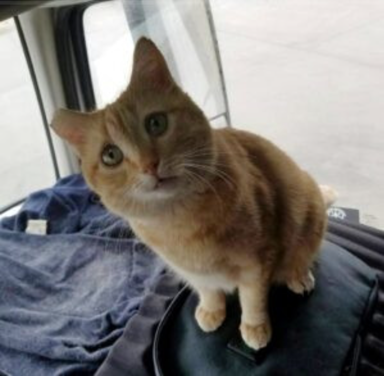 An Abandoned Stray Cat Is Adopted By A Lonely Truck Driver