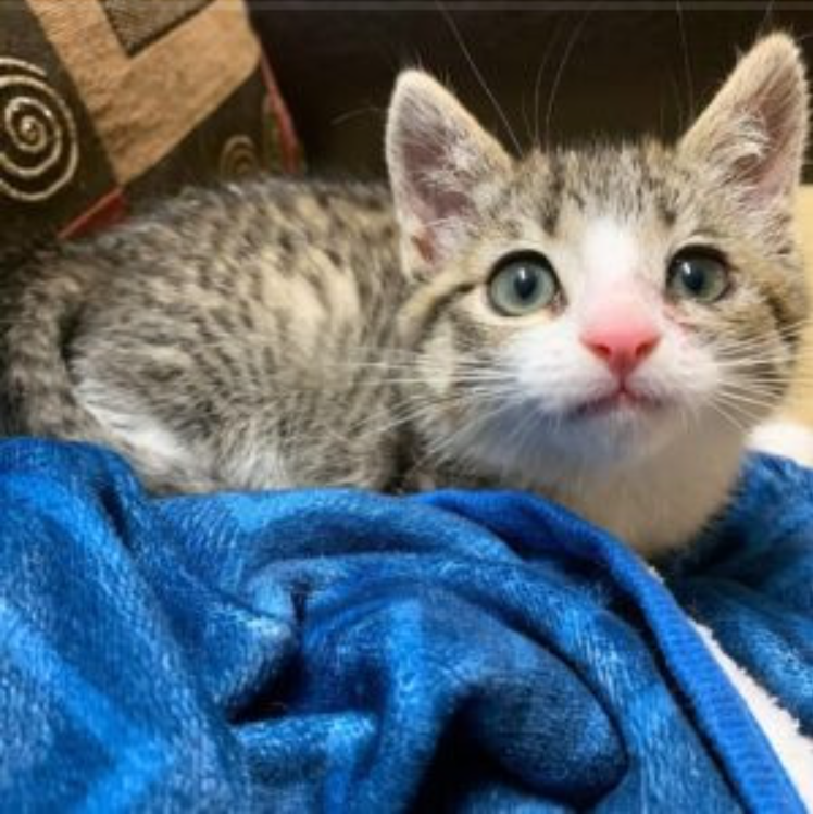 The Family Took Him To The Vet After Discovering Him In The Yard With An Eye Infection