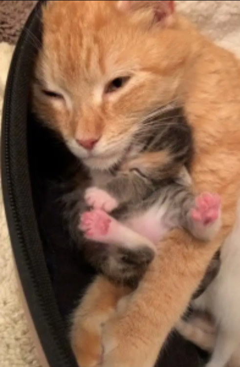 Red Cat Is Overjoyed Siince She Was Able To Save Her Babies Just In Time