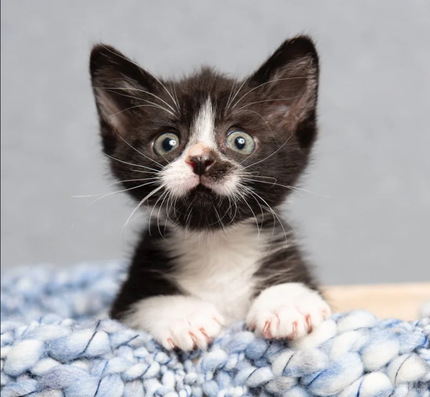 Tiny Kitten with Mighty Spirit Befriends Every Cat and Dog He Meets, Pouncing Like He’s Much Bigger