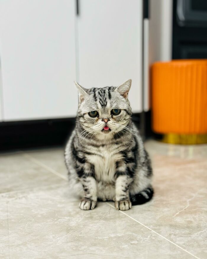 This Adorable, Yet Sad-Looking Cat Outlives Veterinary Predictions, Enjoying Senior Years