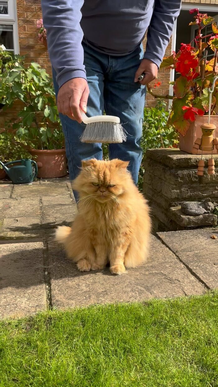 Video Of Man Hanging His Cats’ Excess Hair For Birds To Build Their Nests Went Viral