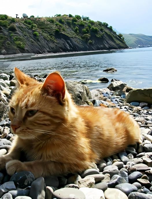 Courageous Transformation: Shy Cat Emerges as a Rescuer, Bringing Kittens Along, Eager to Begin a New Life