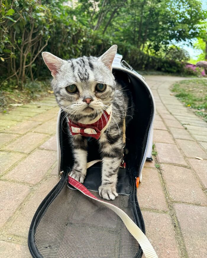 This Adorable, Yet Sad-Looking Cat Outlives Veterinary Predictions, Enjoying Senior Years