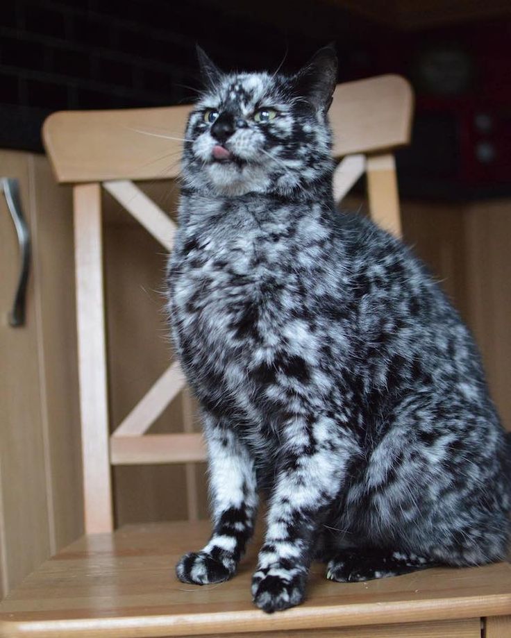 19-Year-Old Cat's Rare Skin Condition Changes Black Fur Into Brilliant  Marble Coat | Pretty cats, Old cats, Cats