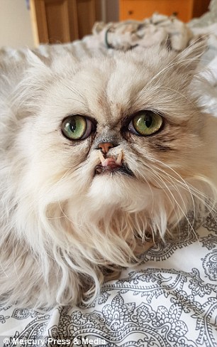 The 18-month-old kitty loves company, so much so he regularly sits with Ms Millward as she soaks in the bath and has even joined her and housemate Liana Gintautaite to the pub for a quick pint