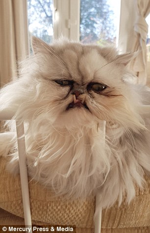 The Chinchilla Persian's grumpy and pained human-like expressions has led some to worry he's in distress, but Ms Millward said that he couldn't be more chilled out and has even joined her on a cheeky trips to the pub with friends