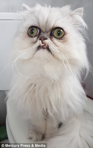 The 18-month-old kitty loves company, so much so he regularly sits with Ms Millward as she soaks in the bath and has even joined her and housemate Liana Gintautaite to the pub for a quick pint