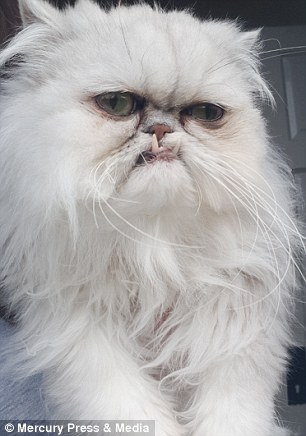 Meet the internet's most cantankerous-looking cat - a puss with a distinctive underbite and looks that could kill who looks just like family pet Kyle in Despicable Me