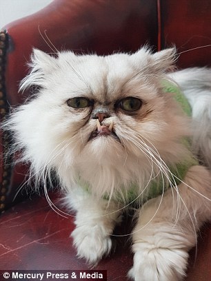 Wilfred the Chinchilla Persian cat