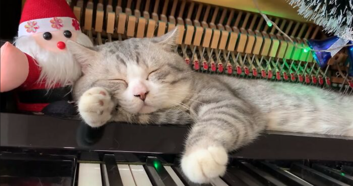 Celebrating the Birthday of Haburu: The YouTube Sensation Cat with a Passion for Piano Melodies