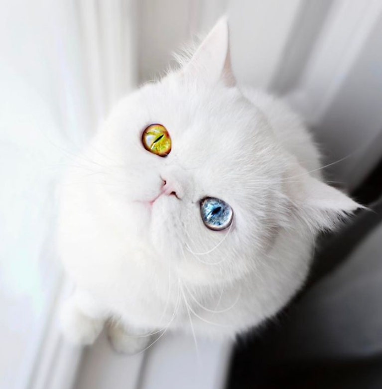 Introducing Pam Pam: The Adorable Feline with Heterochromia and Mesmerizing Eyes