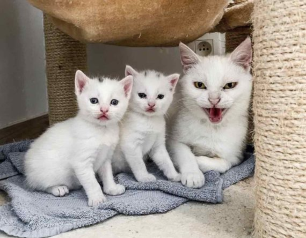 Graceful White Stray Saved from the Streets – Deliverer’s Precious Kittens Beneath the Cat Tower