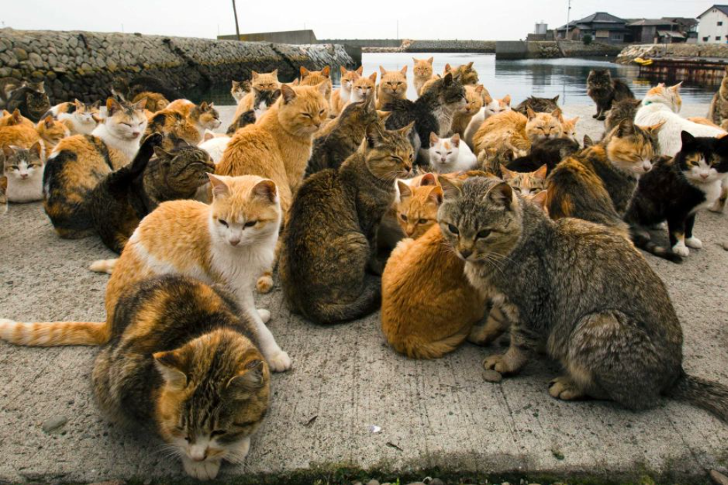 Visit To Aoshima Island – The Real Cat Heaven In Japan