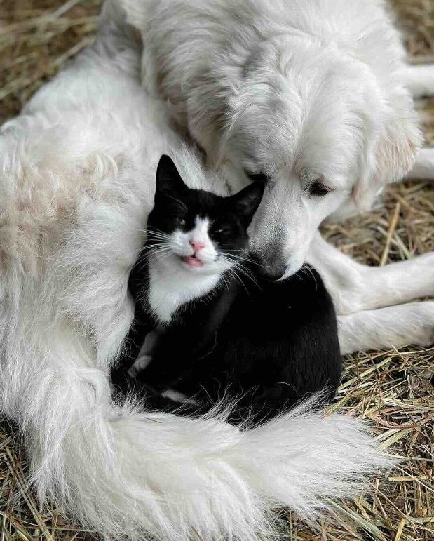 See How Boots, an Unwanted Stray Cat, Unites an Entire Ranch! Cats