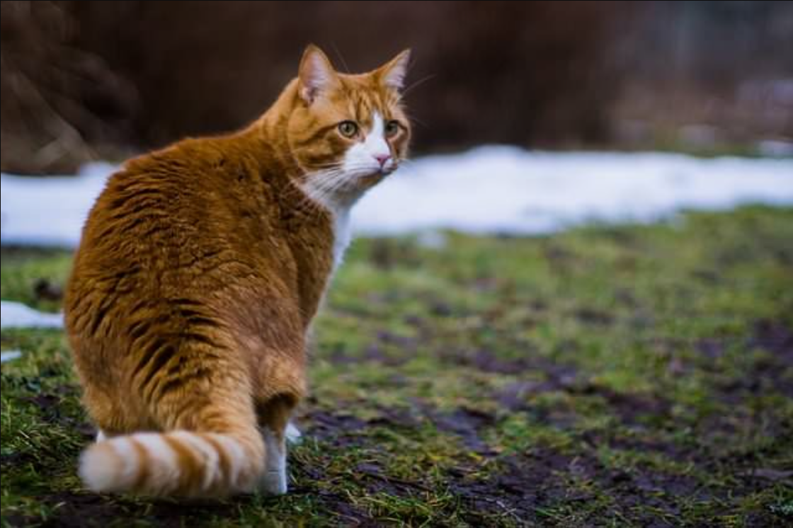 7 Fun Facts About Orange Tabby Cats